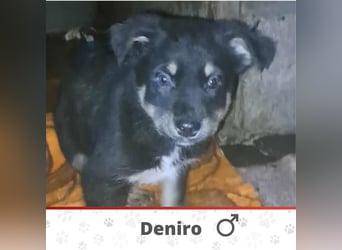 DENIRO ❤ EILIG! sucht Zuhause oder Pflegestelle