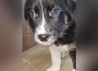 Toffy, kleines Hundemädchen sucht liebevolle Hände