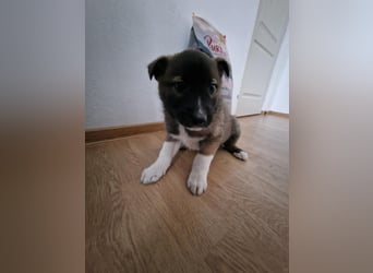 Timi, kleiner Hundemann sucht seine Menschen