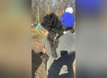 Milla, schwarzer Wuschel sucht Körbchen