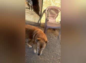 Ein Körbchen für Vulpi