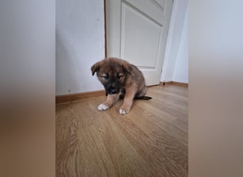 Tomi, kleiner Zwerg sucht sein passendes Körbchen