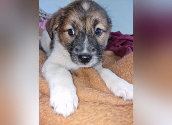 Titus sucht seine Menschen für immer