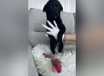FINE ❤️ SEHR EILIG! sucht Zuhause oder Pflegestelle
