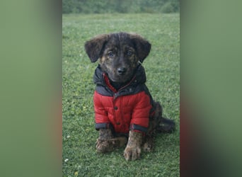 DENIS ❤ EILIG! sucht Zuhause oder Pflegestelle