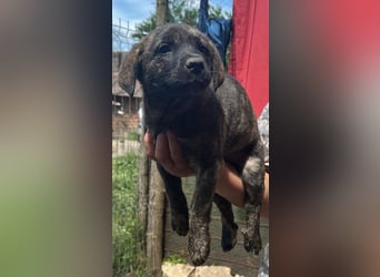 Coco, kleines Hundemädchen sucht Anschluß