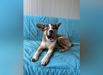 MISHA ❤ EILIG! sucht Zuhause oder Pflegestelle