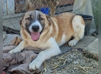 Tyler, kleiner Hundemann auf der Suche nach dem Glück