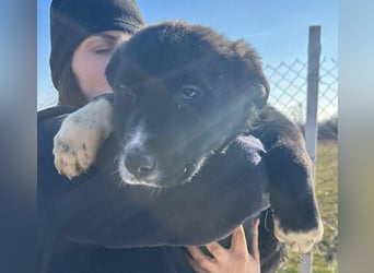 Woopy, wunderschönes Hundemädchen sucht zuverlässige Menschen