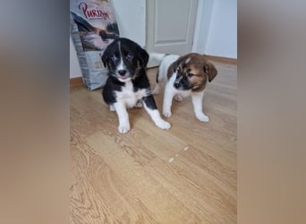 Toffy, kleines Hundemädchen sucht liebevolle Hände