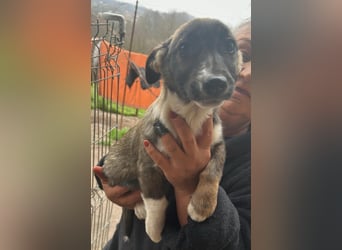 Arielle, kleine Zuckerschnute sucht Bleibe für immer