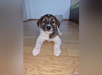 Titus sucht seine Menschen für immer