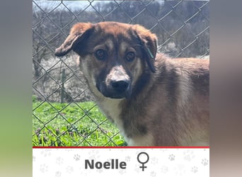 NOELLE ❤ SEHR EILIG! sucht Zuhause oder Pflegestelle