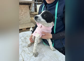 Xia,  verschmust, liebenswert sucht ihr Körbchen