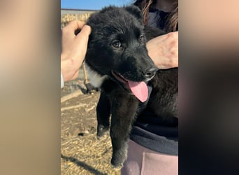 Wolle, lustiger Hundebub sucht sein Glück