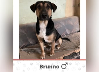 BRUNNO ❤️EILIG!  sucht Zuhause