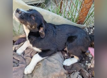 Toffy, kleines Hundemädchen sucht liebevolle Hände
