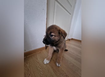 Tomi, kleiner Zwerg sucht sein passendes Körbchen