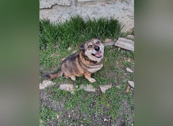 DORA ❤  sucht Zuhause oder Pflegestelle
