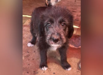 Dolly, kleines Hundemädchen sucht Familie