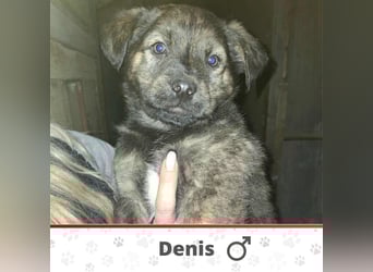 DENIS ❤ EILIG! sucht Zuhause oder Pflegestelle