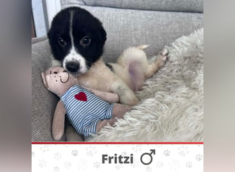 FRITZI ❤️ SEHR EILIG!  sucht Zuhause oder Pflegestelle