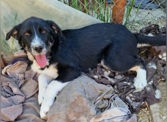Toffy, kleines Hundemädchen sucht liebevolle Hände