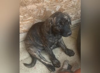 Coco, kleines Hundemädchen sucht Anschluß