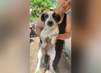 Ani, kleines Hundemädchen sucht ihre Menschen