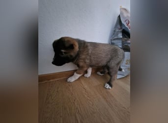 Timi, kleiner Hundemann sucht seine Menschen