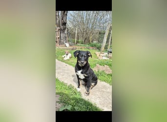 DENIRO ❤ EILIG! sucht Zuhause oder Pflegestelle