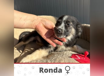 RONDA ❤  wartet in 42281 Wuppertal auf Dich