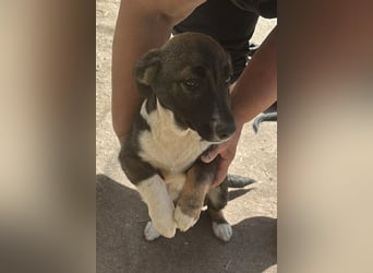 Arielle, kleine Zuckerschnute sucht Bleibe für immer