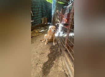 Ein Körbchen für Vulpi