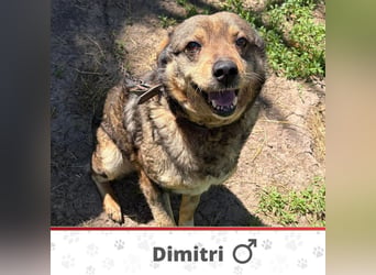 DIMITRI ❤ EILIG! sucht Zuhause oder Pflegestelle