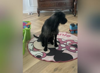 Xana, Hundemama sucht liebevolles Zuhause