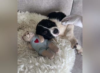 FRITZI ❤️ SEHR EILIG!  sucht Zuhause oder Pflegestelle