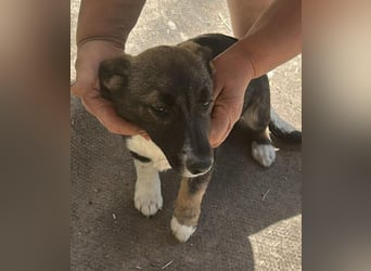 Arielle, kleine Zuckerschnute sucht Bleibe für immer