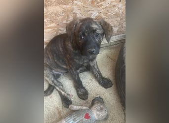 Coco, kleines Hundemädchen sucht Anschluß