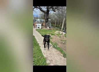 DENIRO ❤ EILIG! sucht Zuhause oder Pflegestelle