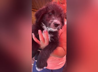 Dalia, Hundekind sucht Familienanschluß