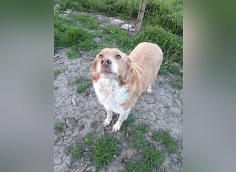 DIANA❤ EILIG! sucht Zuhause oder Pflegestelle