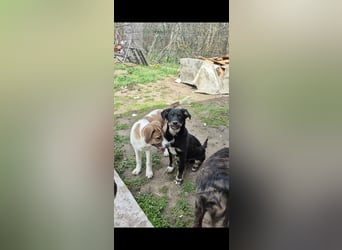 DENIRO ❤ EILIG! sucht Zuhause oder Pflegestelle