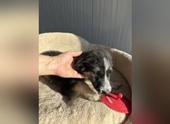RONDA ❤  wartet in 42281 Wuppertal auf Dich