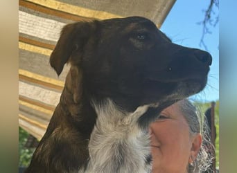 Ava, zauberhaftes Hundemädchen sucht ihre Menschen