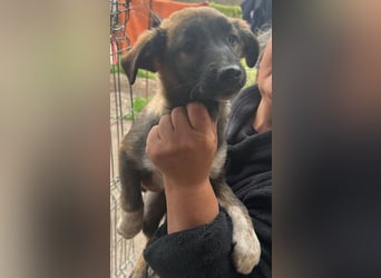 Alleen, kleine Schönheit sucht liebevolles Zuhause