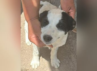 Amelia, kleines Hundefräulein sucht liebevolle Hände