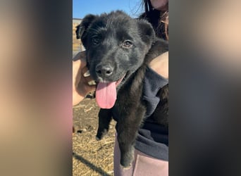 Wolle, lustiger Hundebub sucht sein Glück