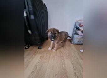 Tomi, kleiner Zwerg sucht sein passendes Körbchen