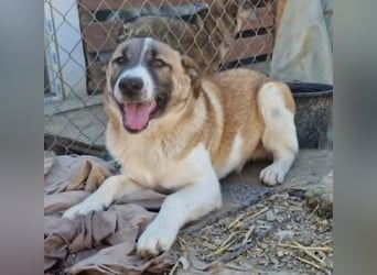 Tyler, kleiner Hundemann auf der Suche nach dem Glück